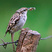 Short-toed Treecreeper